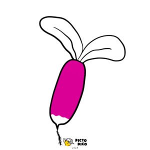 Radis_