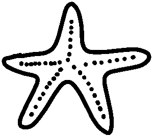7 – Etoile de mer